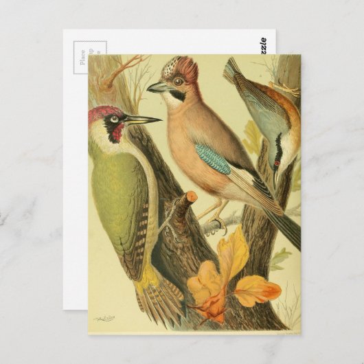 groene houtspecht briefkaart (Voorkant / Achterkant)