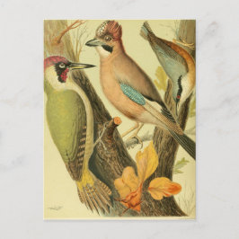 groene houtspecht briefkaart