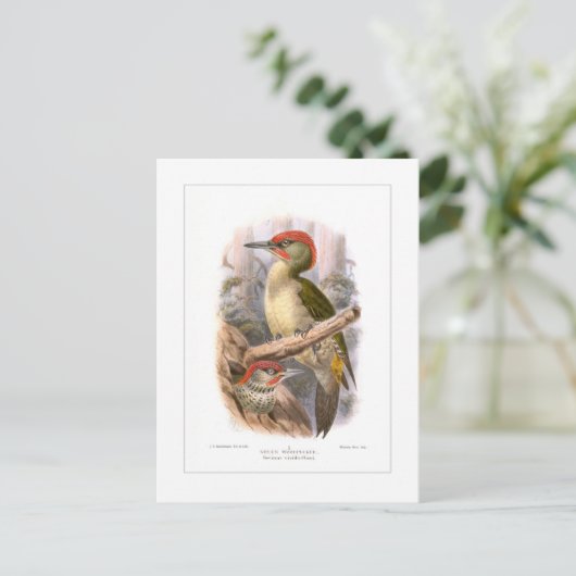 Groene houtspecht briefkaart (Staand voorkant)