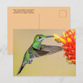 Groene Hummingbird & Bee Briefkaart (Voorkant / Achterkant)