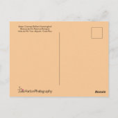 Groene Hummingbird & Bee Briefkaart (Achterkant)