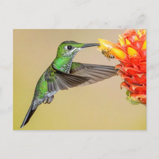 Groene Hummingbird & Bee Briefkaart (Voorkant)