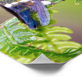 Groene Hummingbird Couple op een lef Poster (Hoek)