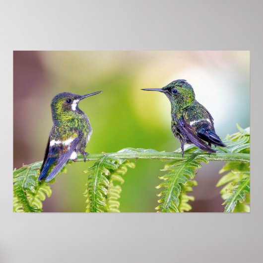 Groene Hummingbird Couple op een lef Poster (Voorkant)