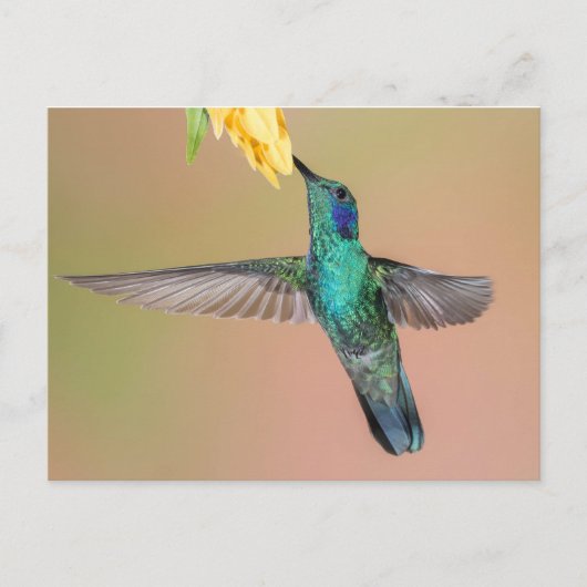 Groene Hummingbird die naar een gele bloem vliegt Briefkaart (Voorkant)