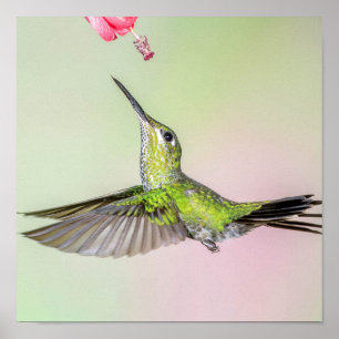 Groene Hummingbird die prettieus vliegt Poster