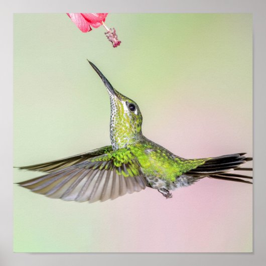 Groene Hummingbird die prettieus vliegt Poster (Voorkant)