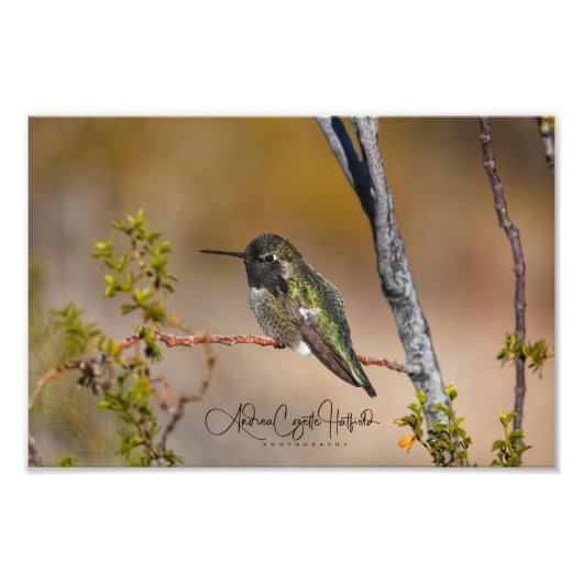 Groene Hummingbird Foto Afdruk (Voorkant)