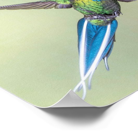 Groene Hummingbird met Long Blue Tail Feathers Poster (Hoek)