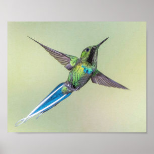 Groene Hummingbird met Long Blue Tail Feathers Poster
