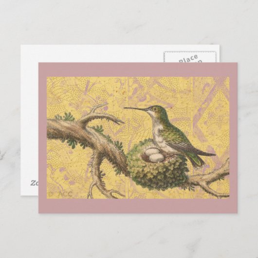 Groene Hummingbird Nest Eggs Branch Briefkaart (Voorkant / Achterkant)