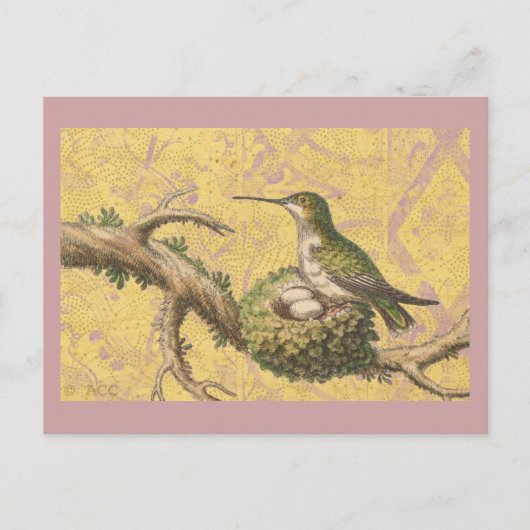Groene Hummingbird Nest Eggs Branch Briefkaart (Voorkant)