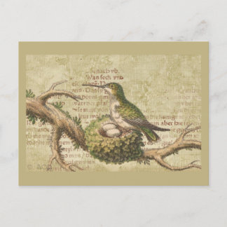 Groene Hummingbird Nest Eggs Branch Briefkaart