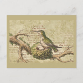 Groene Hummingbird Nest Eggs Branch Briefkaart