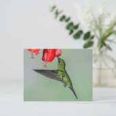 Groene Hummingbird & Rode Bloem Briefkaart (Staand voorkant)