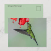 Groene Hummingbird & Rode Bloem Briefkaart (Voorkant / Achterkant)