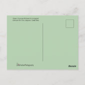 Groene Hummingbird & Rode Bloem Briefkaart (Achterkant)