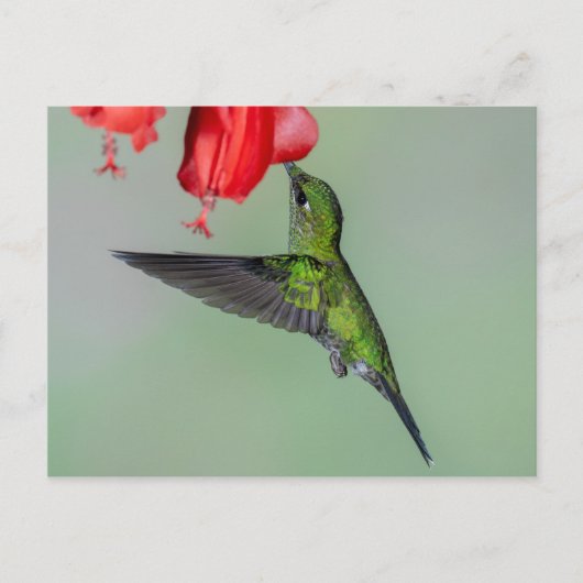 Groene Hummingbird & Rode Bloem Briefkaart (Voorkant)