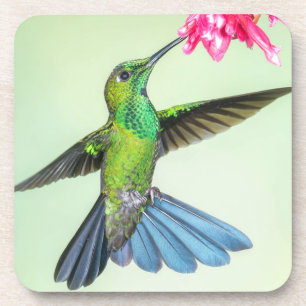 Groene Hummingbird & Roze ventilator Bier Onderzetter