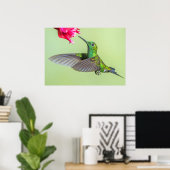 Groene Hummingbird vliegt naar een rode ventilator Poster (Thuiskantoor)