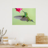 Groene Hummingbird vliegt naar een rode ventilator Poster (Keuken)