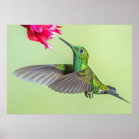 Groene Hummingbird vliegt naar een rode ventilator Poster (Voorkant)