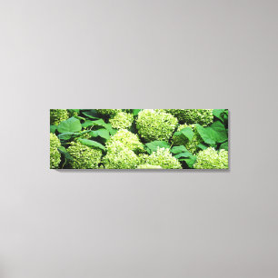 Groene hydrangea canvas afdruk