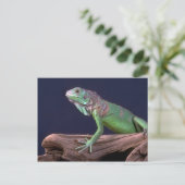 Groene iguana briefkaart (Staand voorkant)