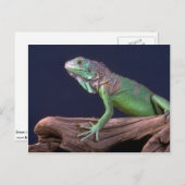Groene iguana briefkaart (Voorkant / Achterkant)