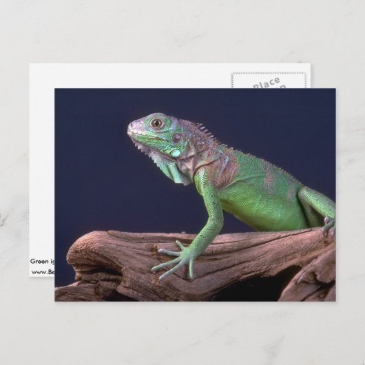 Groene iguana briefkaart (Voorkant / Achterkant)