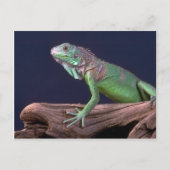 Groene iguana briefkaart (Voorkant)