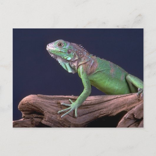Groene iguana briefkaart (Voorkant)