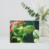 Groene iguana briefkaart (Staand voorkant)