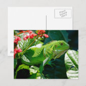 Groene iguana briefkaart (Voorkant / Achterkant)