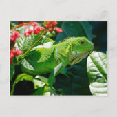 Groene iguana briefkaart (Voorkant)