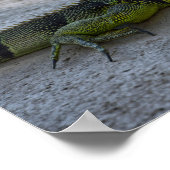 Groene Iguana in de schaduw van een palmboom Poster (Hoek)