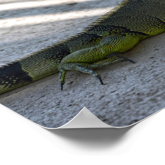 Groene Iguana in de schaduw van een palmboom Poster (Hoek)