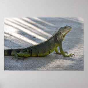 Groene Iguana in de schaduw van een palmboom Poster