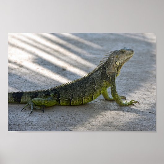 Groene Iguana in de schaduw van een palmboom Poster (Voorkant)