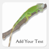 Groene Iguana op witte Sticker (Voorkant)