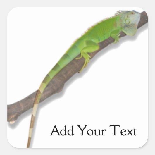 Groene Iguana op witte Sticker (Voorkant)
