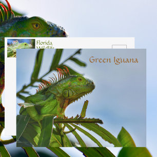 Groene Iguana Reptiel in het Wilde Fotografisch Briefkaart