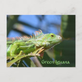 Groene Iguana Reptiel Wildlife Fotografisch Briefkaart (Voorkant)
