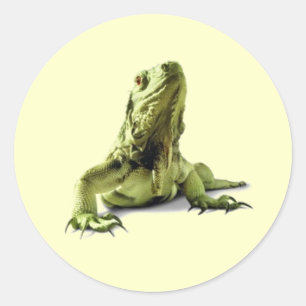 Groene Iguana Stickers