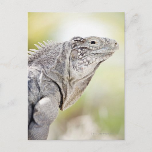 Groene Iguana stroomt in de zon Briefkaart (Voorkant)