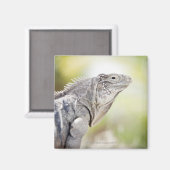 Groene Iguana stroomt in de zon Magneet (Voorkant / Achterkant)