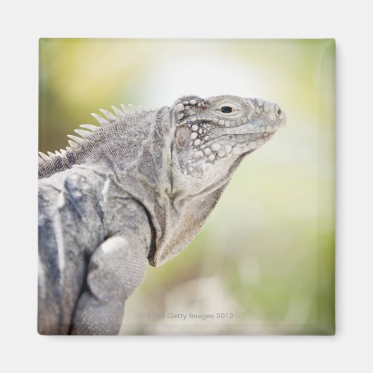 Groene Iguana stroomt in de zon Magneet (Voorkant)