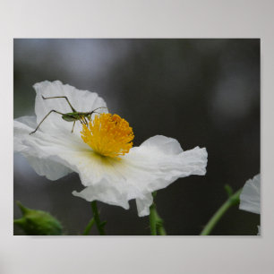 Groene insect op witte klaproos fotografie poster