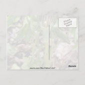 Groene Jack-In-the-Pulpit (Arisaema Atrorubens Var Briefkaart (Achterkant)