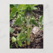 Groene Jack-In-the-Pulpit (Arisaema Atrorubens Var Briefkaart (Voorkant)